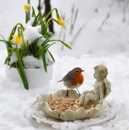 oiseau_hiver_neige